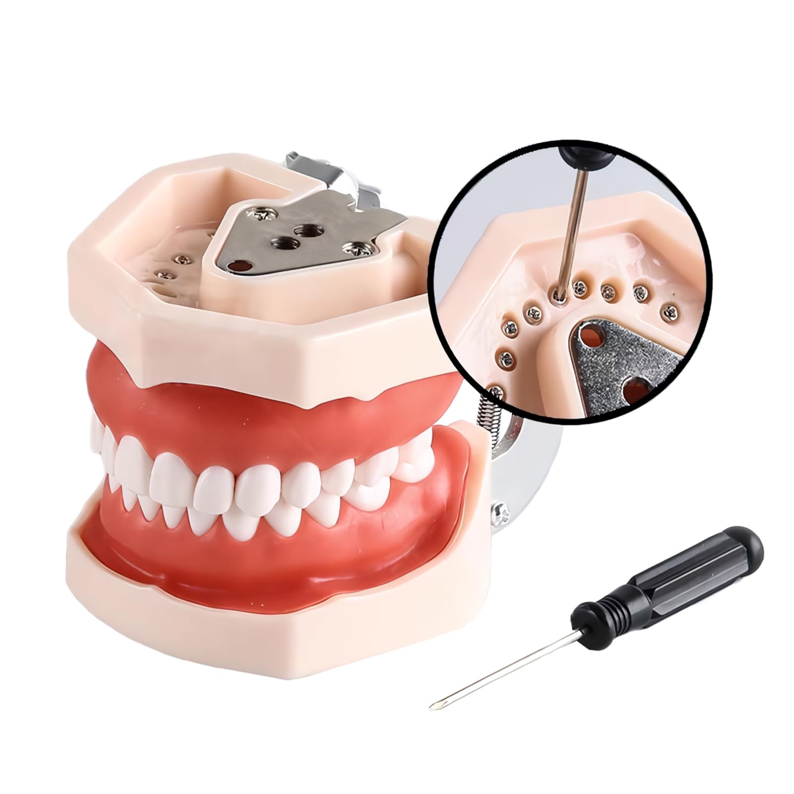 Amazon.co.jp: 歯の模型 歯磨き指導用 大型モデル 口腔教学説明